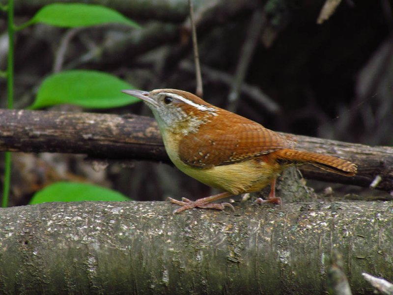 Carolina Wren 6-1-12 Winnebago Trail Conservancy, Green Lake Co.