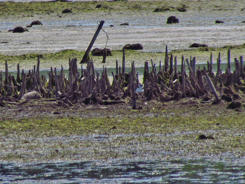 Black-necked Stilt 4-18-09 off Meadow Brook Rd - n of Ripon - poss on nest.jpg