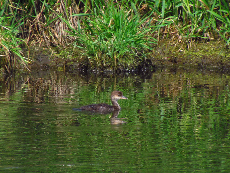 Hooded Merg imm 6-7-12 Mascoutin Tr wetland1.jpg