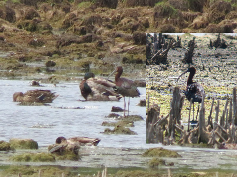 Ibis composite - L by GCoghill 6-14-12 and R by CBridge 6-10-12.jpg
