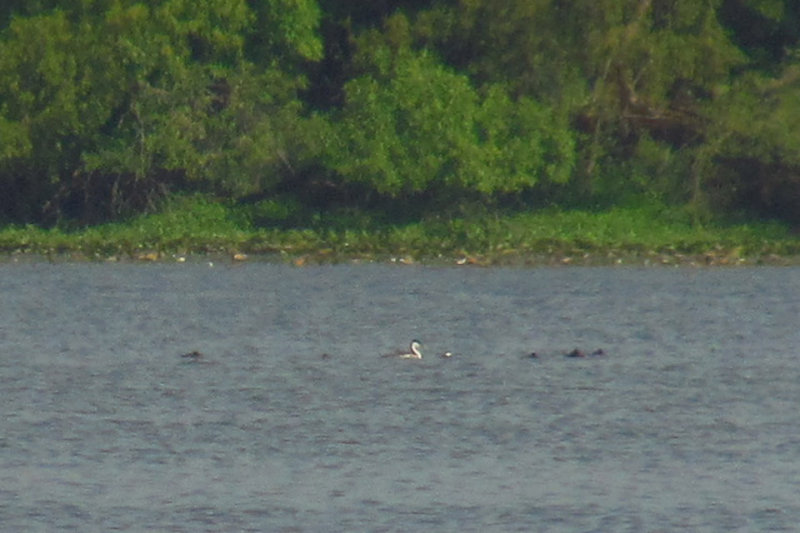 Western Grebe 7-21-12 LakeMaria1.jpg