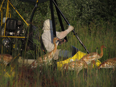 Flight training with young Whooping Cranes