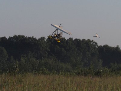 Flight training with young Whooping Cranes