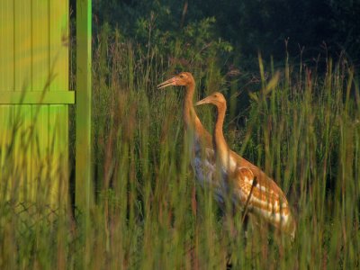 Immature Whooping Cranes at White River Marsh training facility