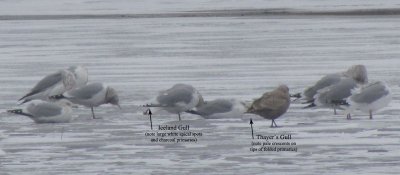Iceland  Thayers Gulls 12-31-11 Green Lake CBC - The Inlet1.jpg