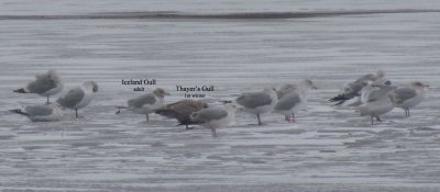 Iceland  Thayers Gulls 12-31-11 Green Lake CBC - The Inlet2.jpg