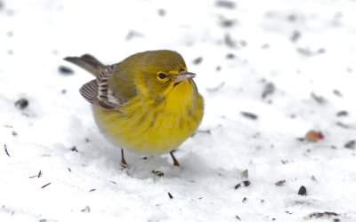 Pine Warbler 1-13-12 Dodge Co - JackBartholmai2.jpeg