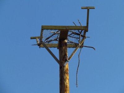 Osprey nest in Green Lake, WI - 2012