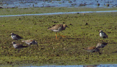 Ruff at V Ponds 5-13-12