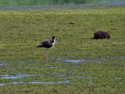 Black-necked Stilt 4-18-09 off Meadow Brook Rd - n of Ripon - 2nd bird1.jpg
