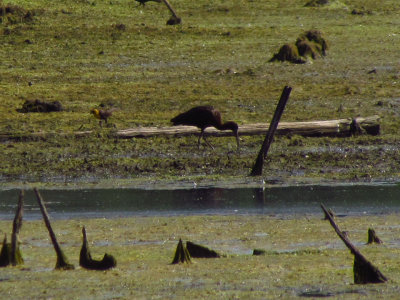 Glossy Ibis 6-7-12 wetland off Meadow Brook Rd - north of Ripon2.jpg