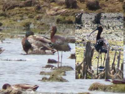 Ibis composite 2 - L by GCoghill 6-14-12 and R by CBridge 6-10-12.jpg
