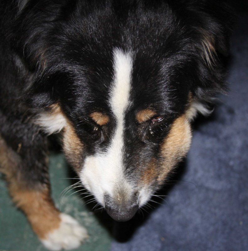 IMG_7287 Buddy at 26 hrs after snakebite.jpg