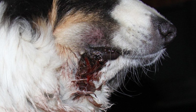 IMG_7299 Buddy 26 hrs after snakebite bite site 3-7-11.jpg