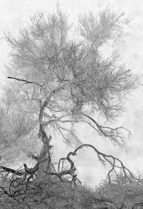 Palo Verde copy BW Lo Res.jpg