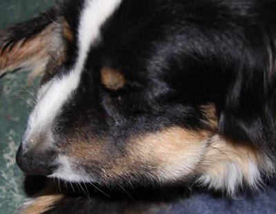 IMG_7290 Buddy 26 hrs after snakebite 3-7-11.jpg