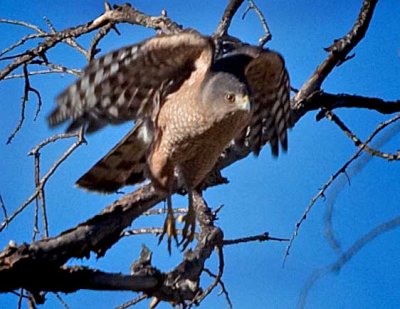 Cooper's Hawk Series of Lift Off Study Photos