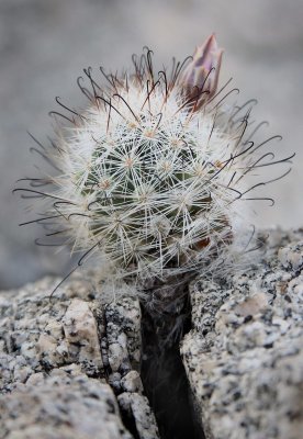 Trees, bushes, schrubs, grasses, cacti and flowers