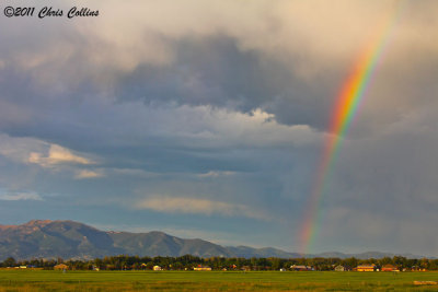 Montana Rainbow