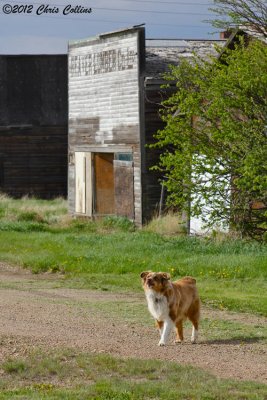 Town Watchdog