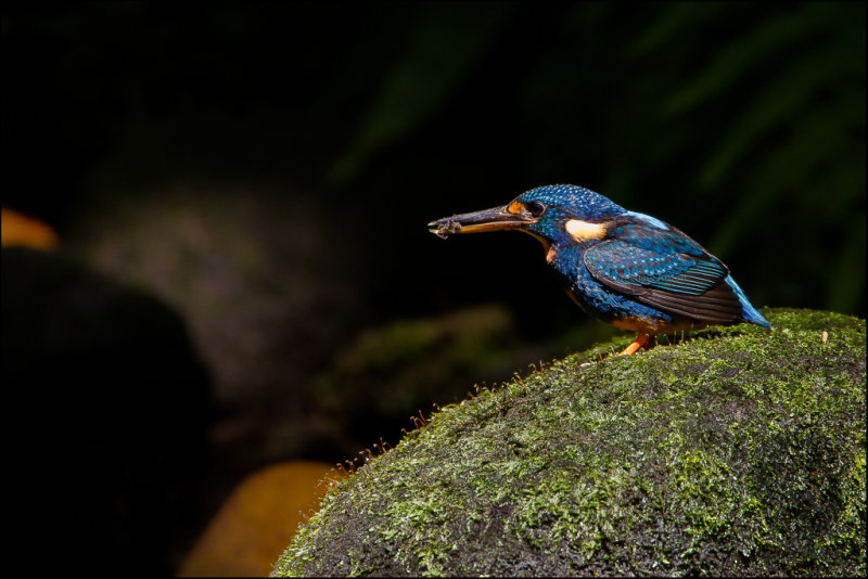 Northern Indigo-banded Kingfisher <i>(Alcedo cyanopectus)<i/>