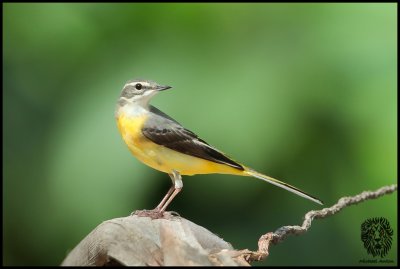 Gray Wag-tail