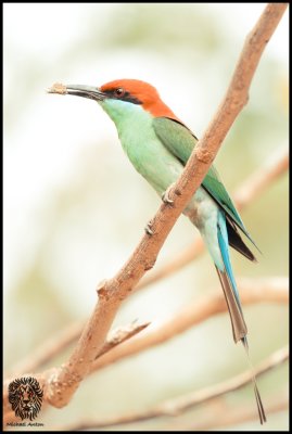 Blue Throated Bee-eater (Merops viridis)