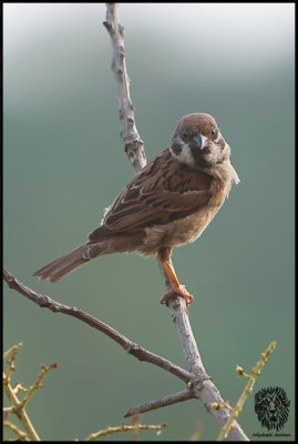 Eurasian Tree Sparrow