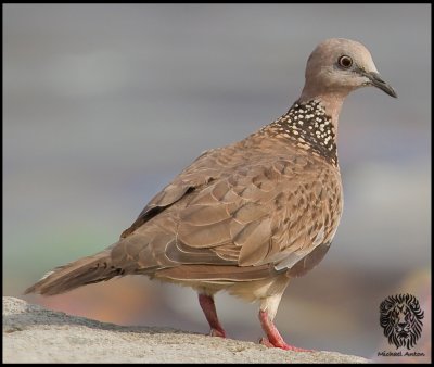 Dove, Spotted