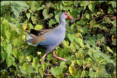 Purple Swamphen