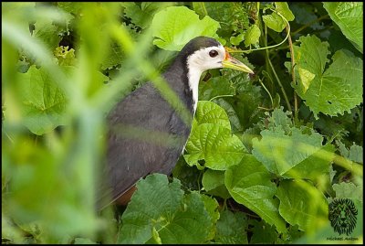 White-breasted Waterhen (Amaurornis phoenicurus)