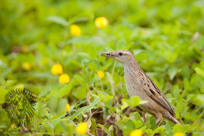 Striated Grassbird