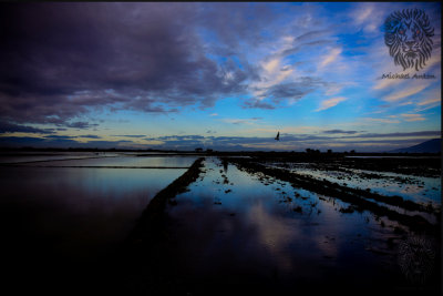 Candaba Wetlands (sunrise)