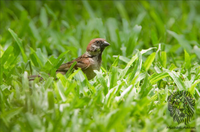 Eurasian Tree Sparrow