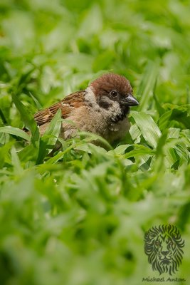 Eurasian Tree Sparrow