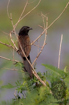 Lesser Coucal 