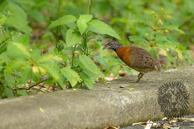 Spotted Button-quail