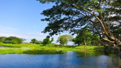 Candaba Bird Sanctuary