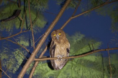 Owl, Philippine Eagle-Owl (Bubo philippensis)