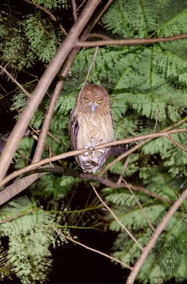 Owl, Philippine Eagle-Owl (Bubo philippensis)