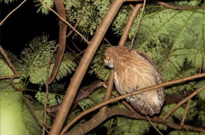 Owl, Philippine Eagle-Owl (Bubo philippensis)