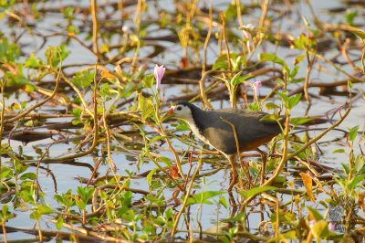 White-breasted Waterhen (Amaurornis phoenicurus)