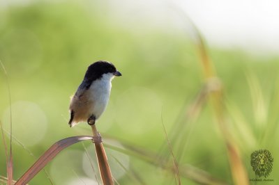 Shrike, Long-Tailed (Lanius schach)