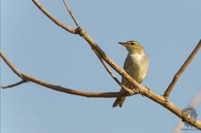 Arctic Warbler ( Phylloscopus borealis)