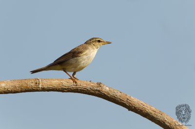 Arctic Warbler ( Phylloscopus borealis)