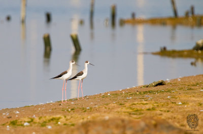 Black Winged Stilt