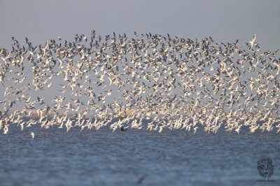 Thousands of Black Headed Gulls