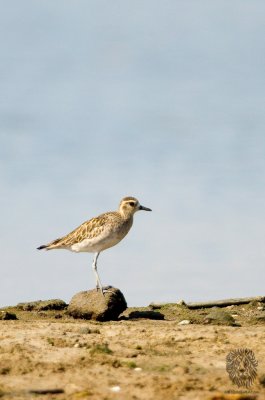  Asian-Golden Plover (Pluvialis fulva)