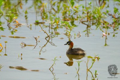 Little Grebe (Tachybaptus ruficollis)