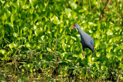 Purple Swamphen